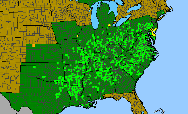 The range of Ophioglossum pycnostichum